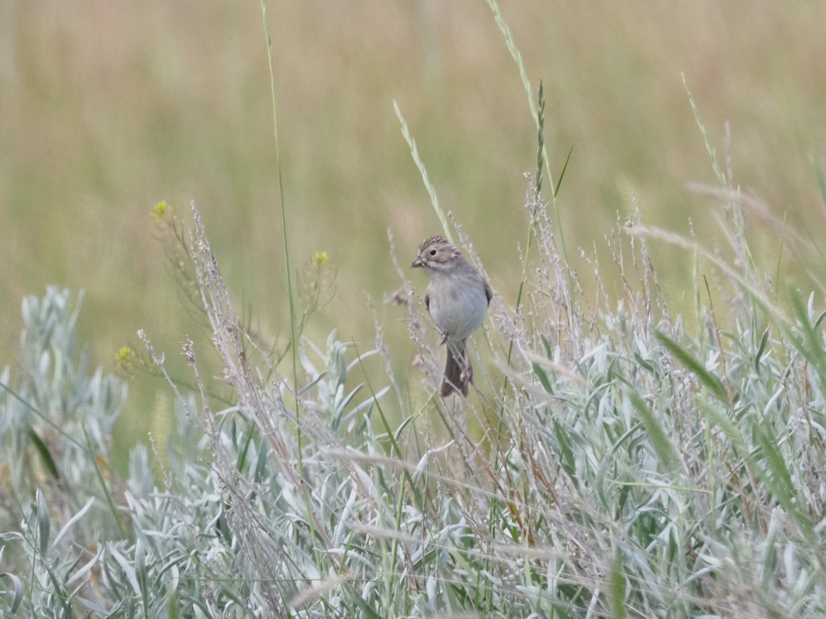 Brewer's Sparrow (breweri) - ML620655377