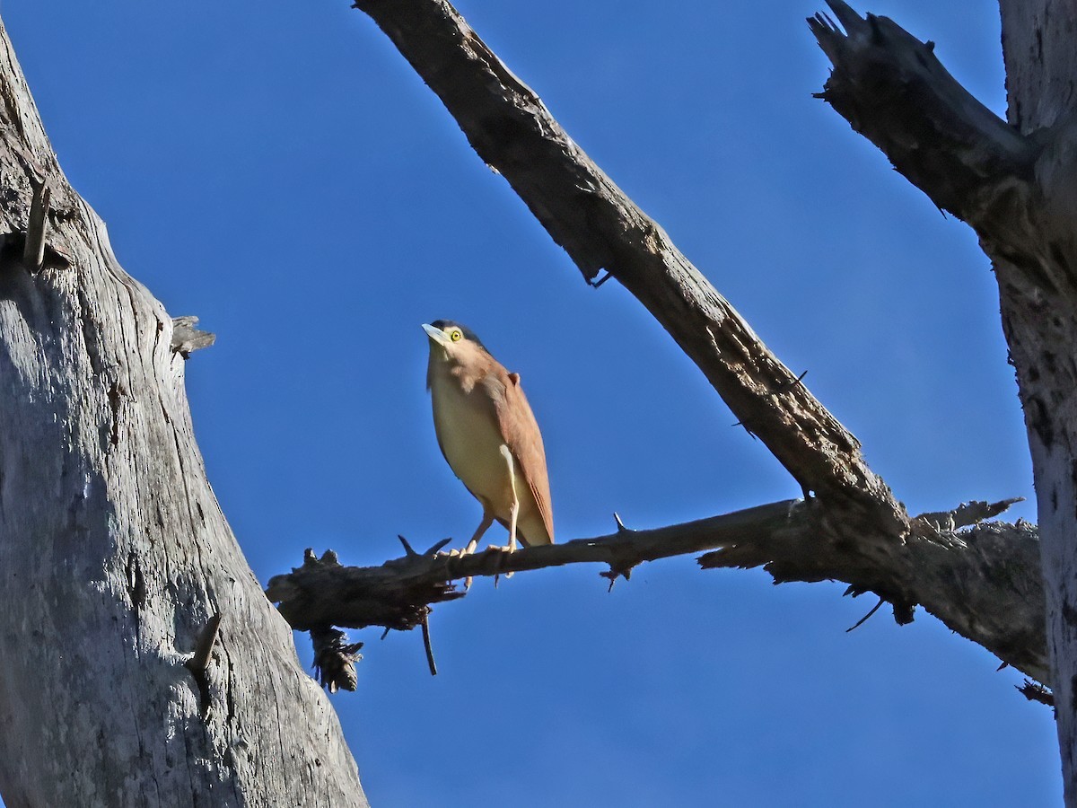 Nankeen Night Heron - ML620655383