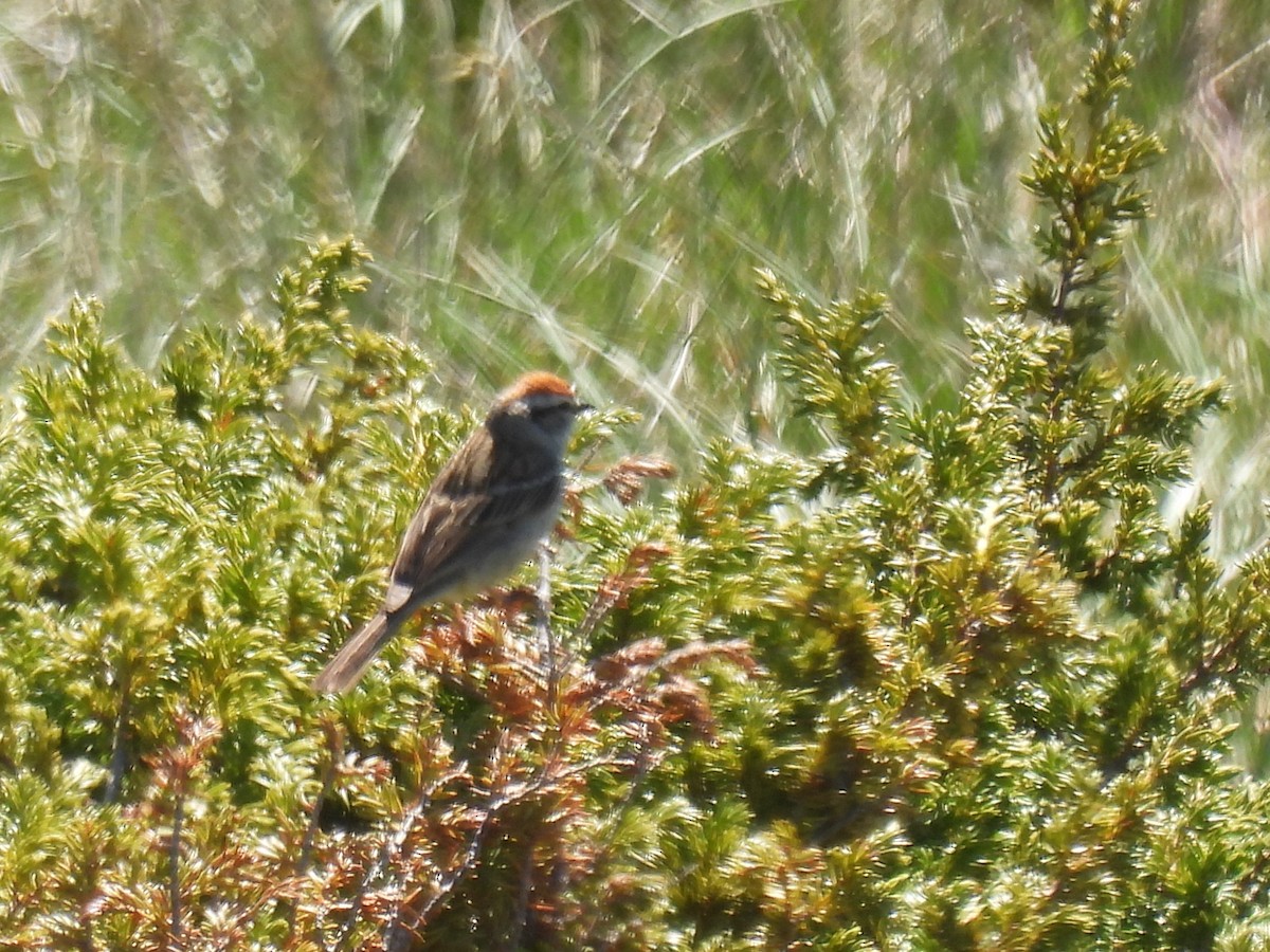 Chipping Sparrow - ML620655385