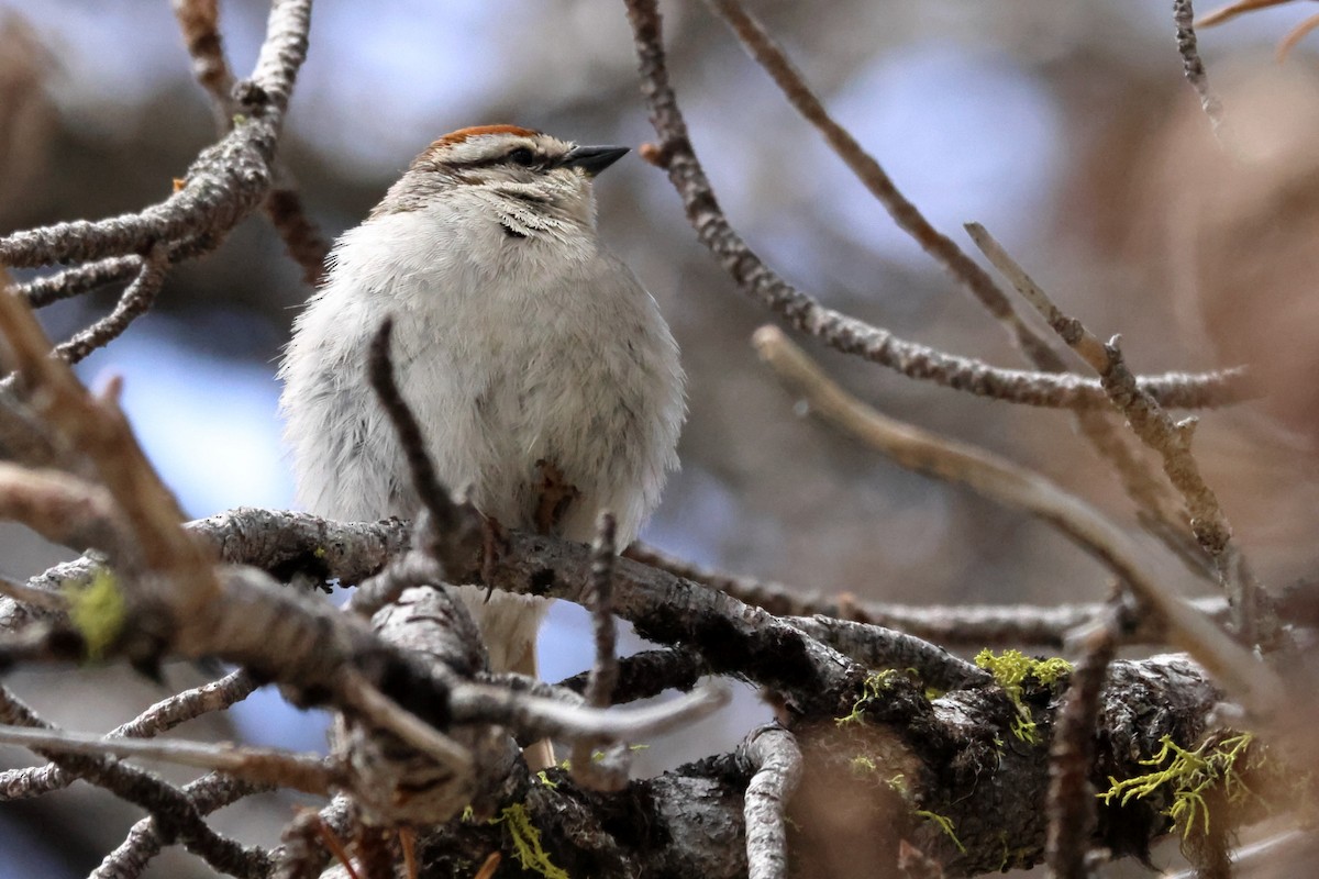 Chipping Sparrow - ML620655391