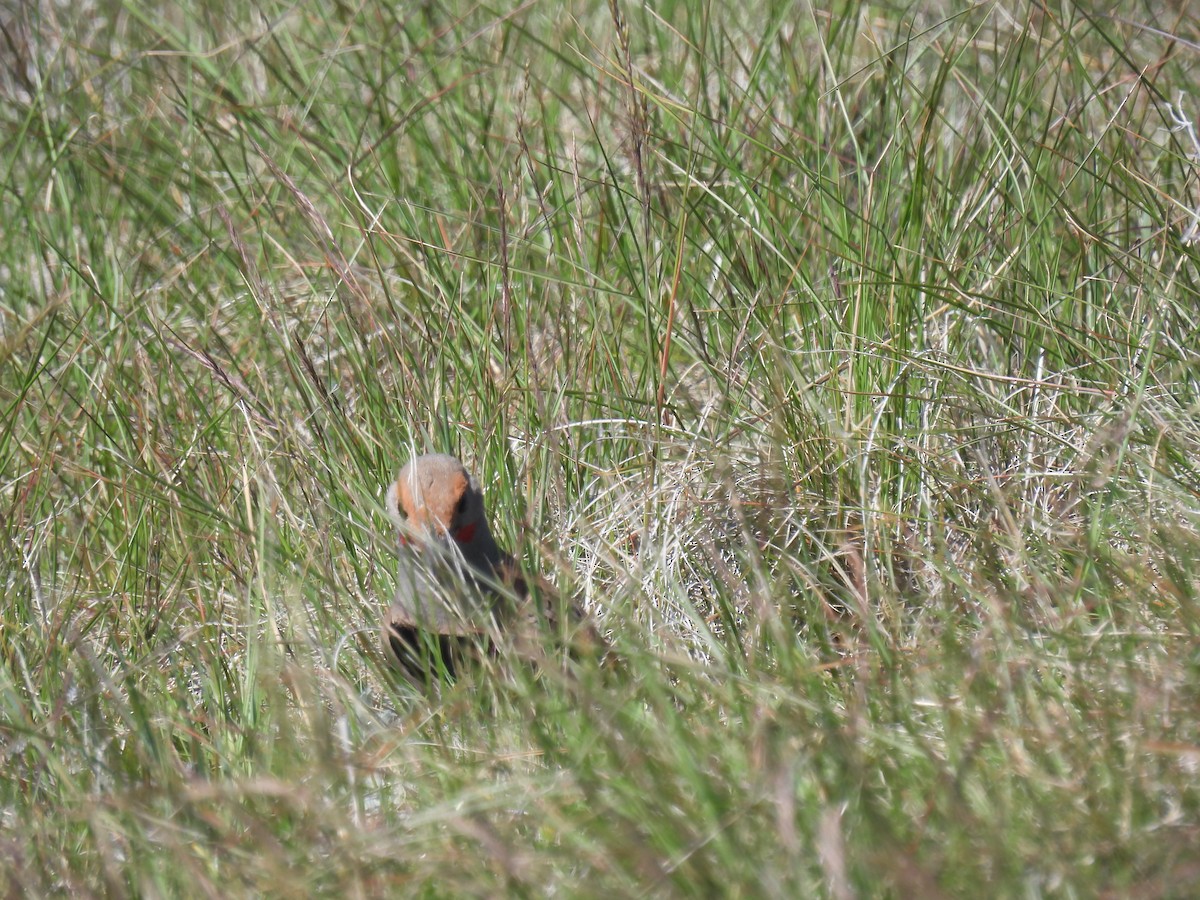 Northern Flicker - ML620655400