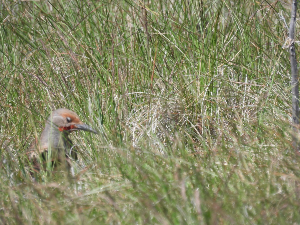 Northern Flicker - ML620655401