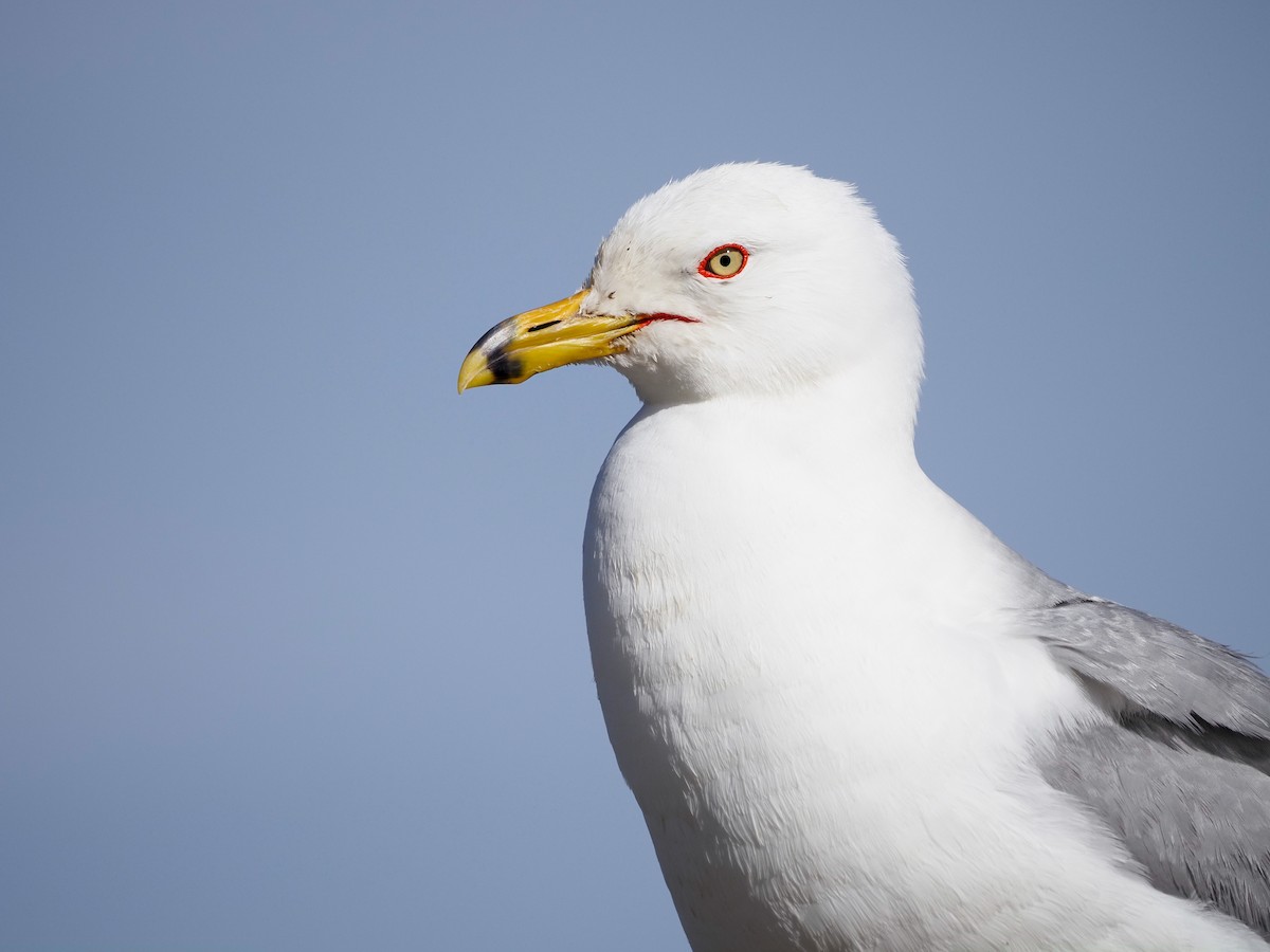 Ring-billed Gull - ML620655403