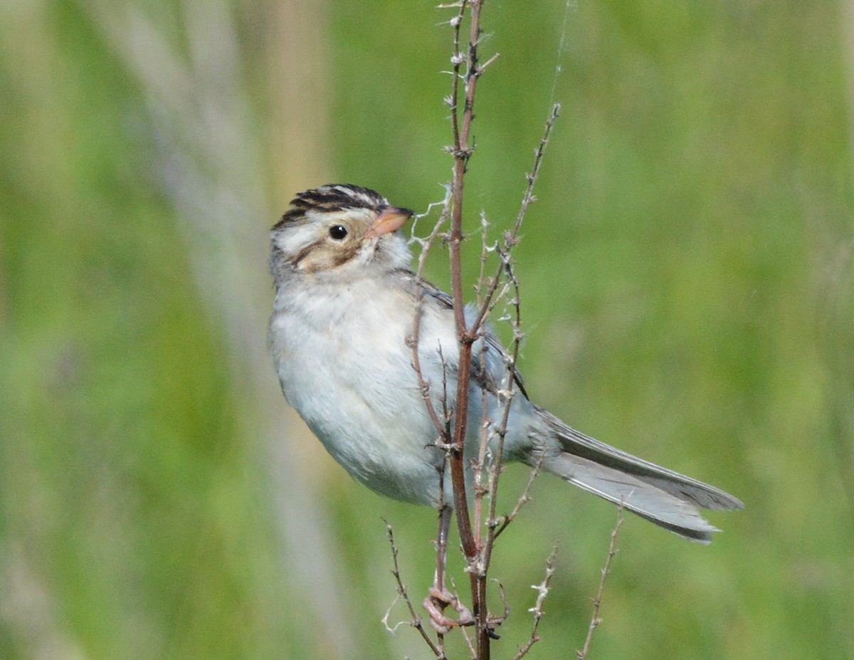 Clay-colored Sparrow - ML620655413