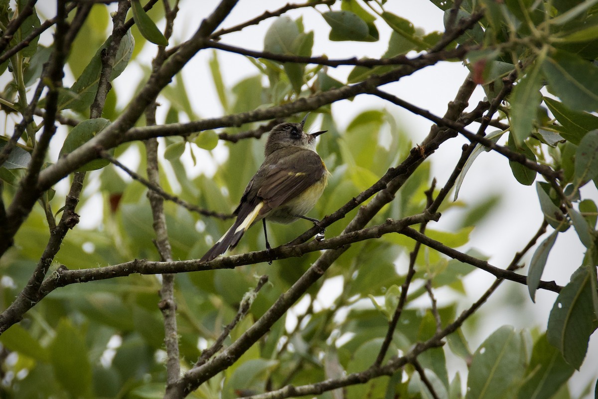 American Redstart - ML620655415