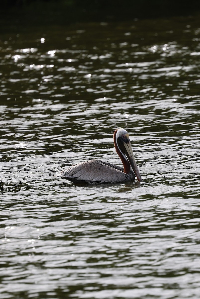 Brown Pelican - ML620655417