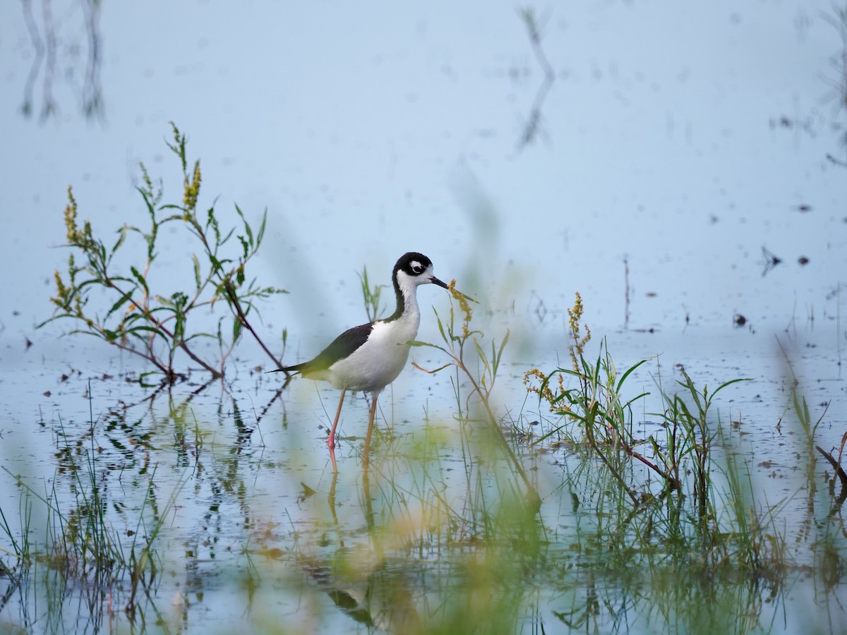 Black-necked Stilt - ML620655423