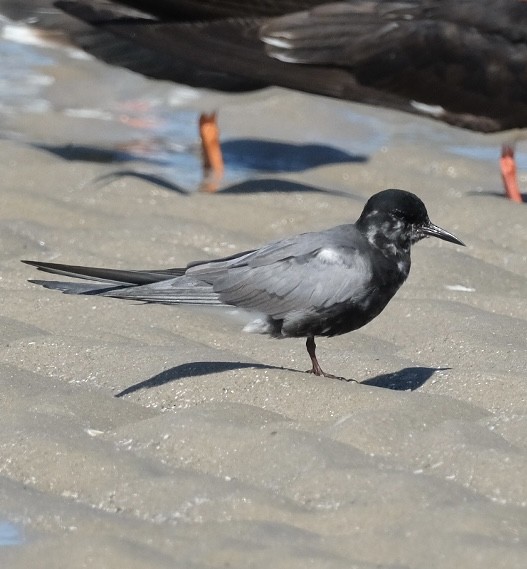 Black Tern - ML620655425