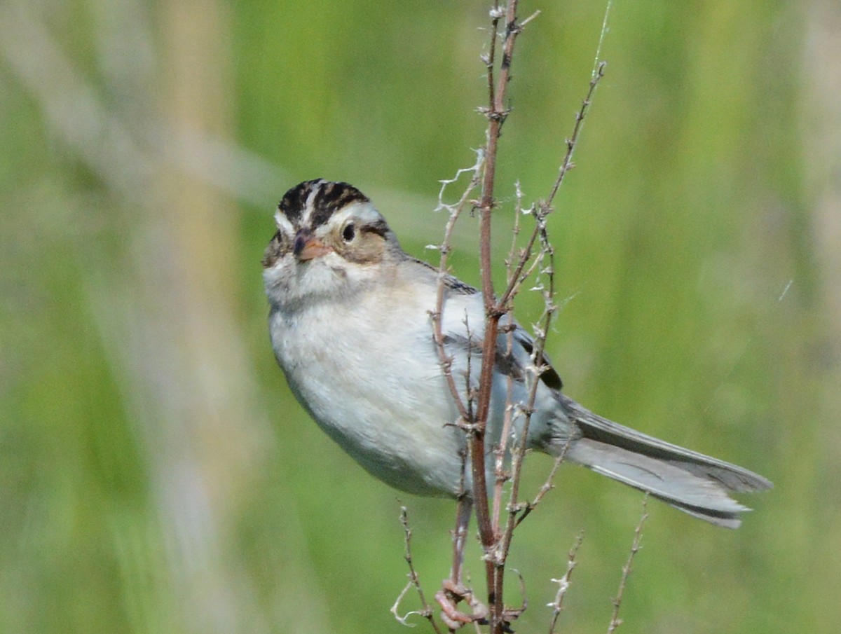 Clay-colored Sparrow - ML620655445