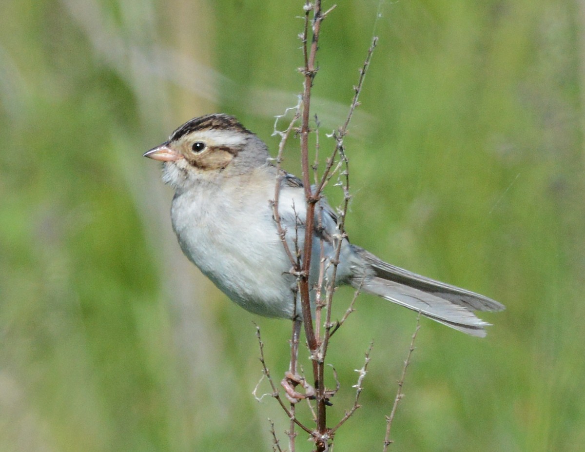 Clay-colored Sparrow - ML620655446