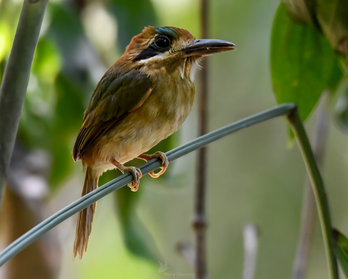 dvergmotmot - ML620655454