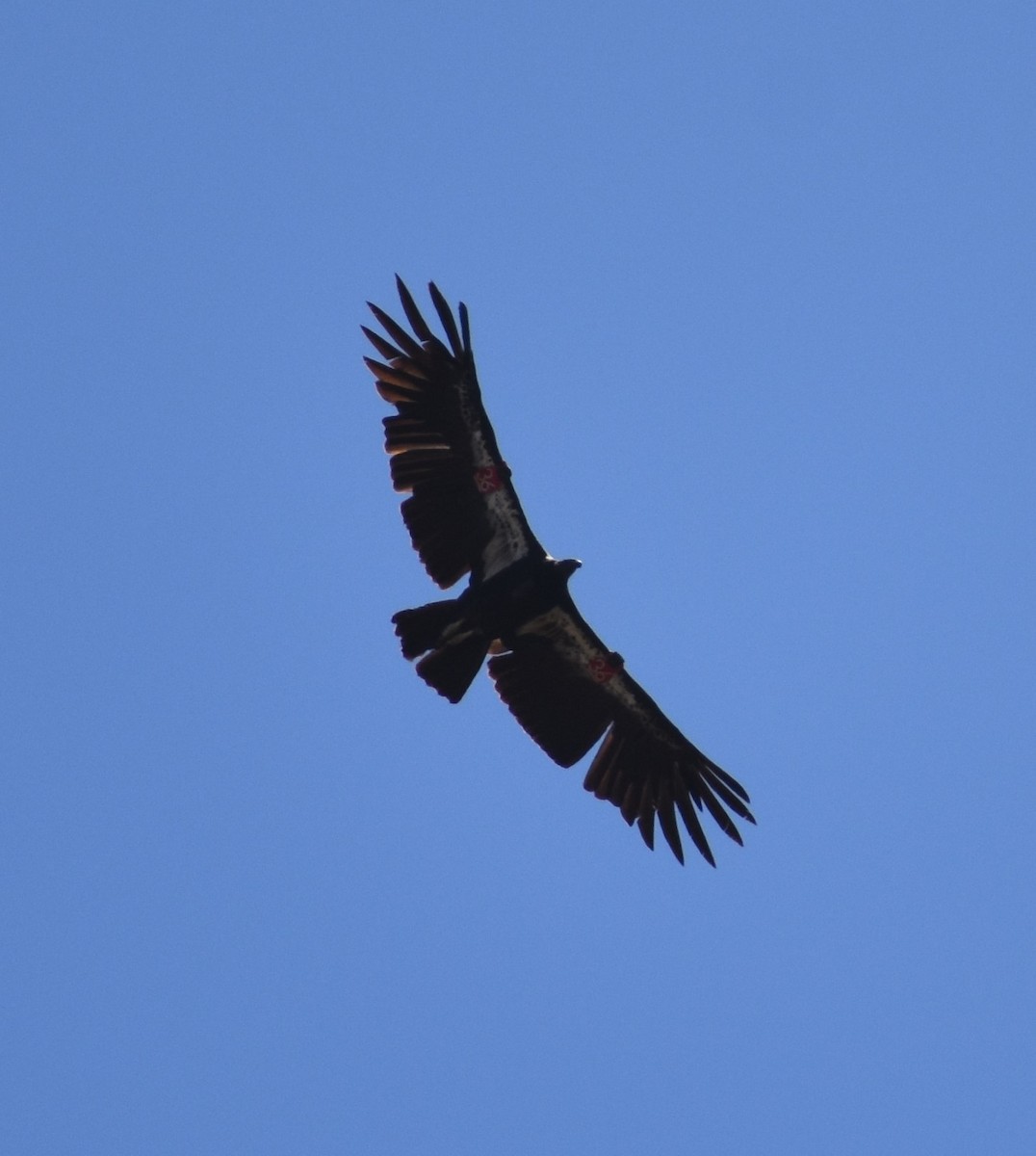 Condor de Californie - ML620655456