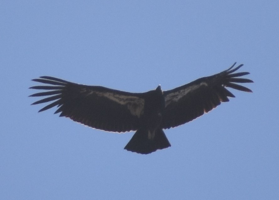 California Condor - Terri May