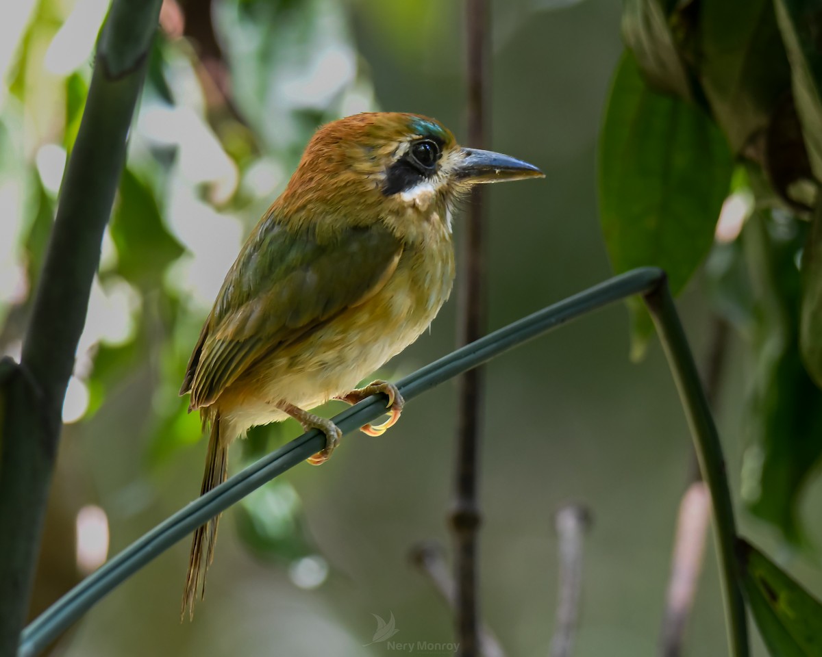 Tody Motmot - ML620655462