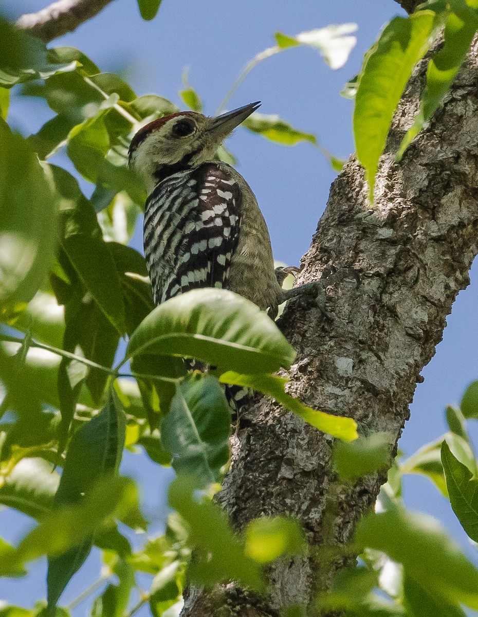Freckle-breasted Woodpecker - ML620655477