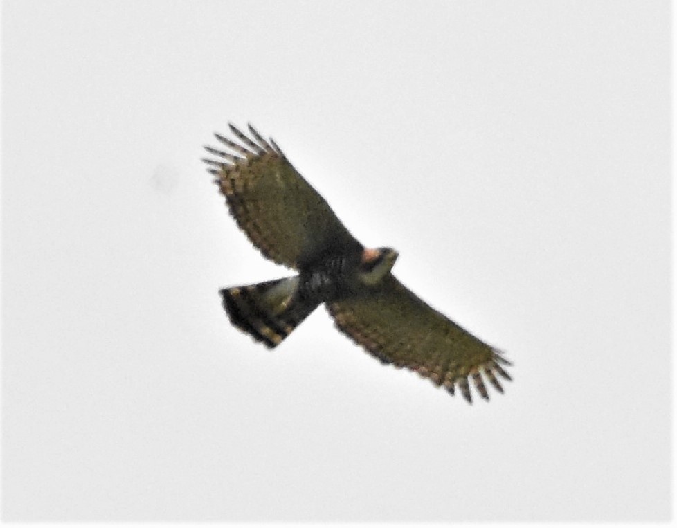 Ornate Hawk-Eagle - ML620655479