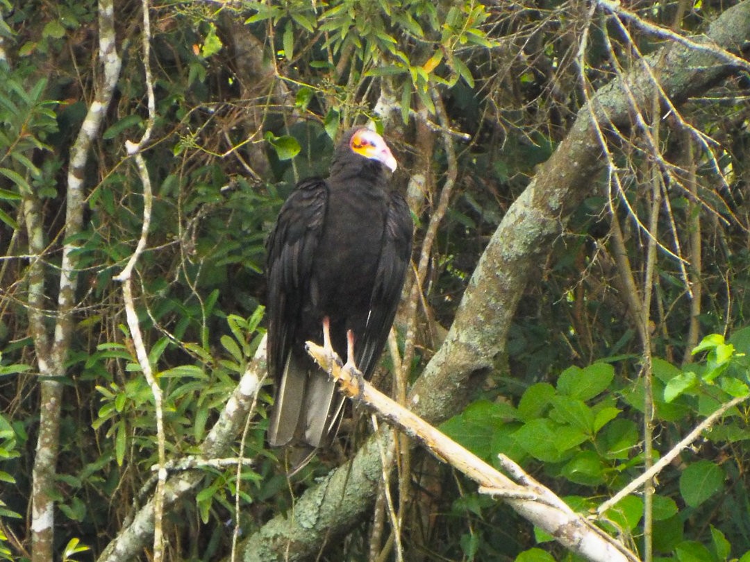 Lesser Yellow-headed Vulture - Henrique Heidi Horiyshi