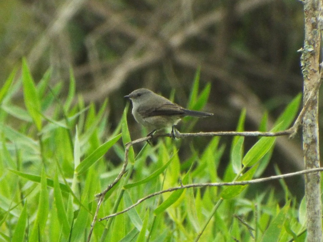 Sooty Tyrannulet - ML620655494