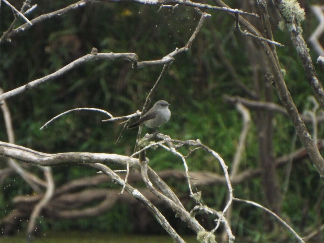 Sooty Tyrannulet - ML620655495