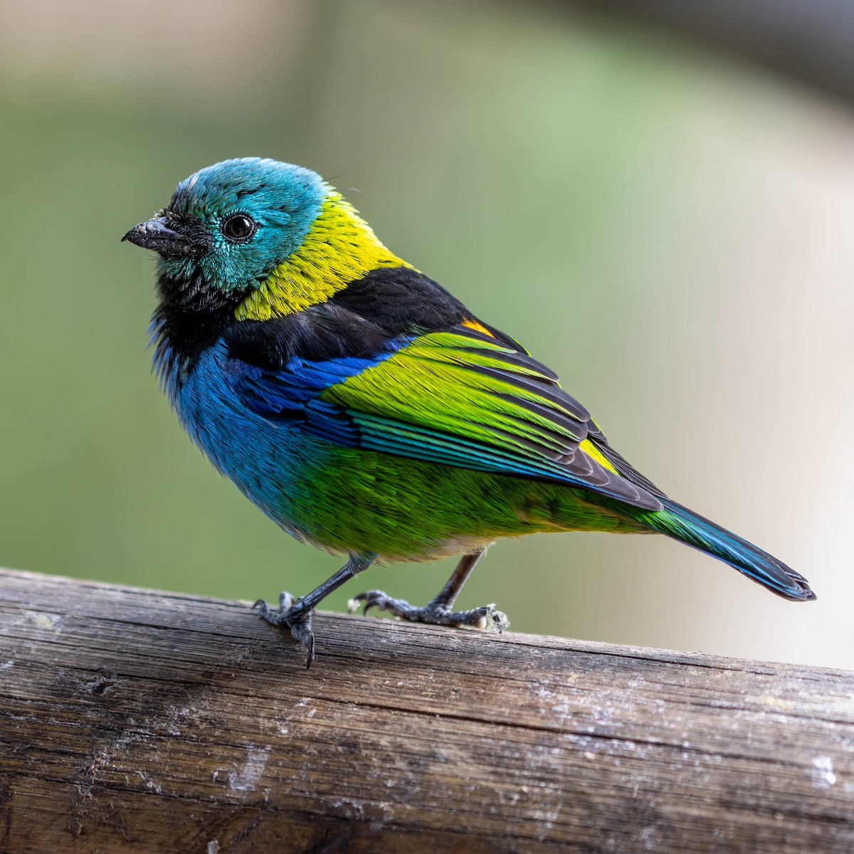 Green-headed Tanager - ML620655507