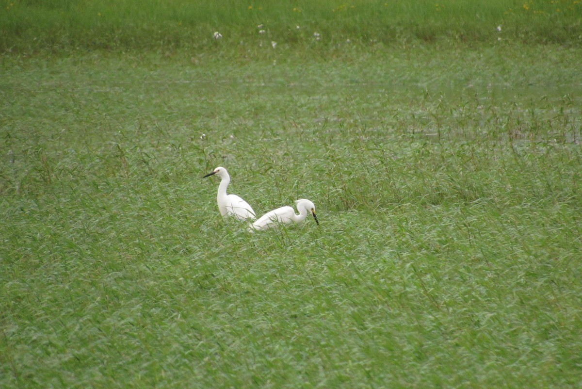 Snowy Egret - ML620655510