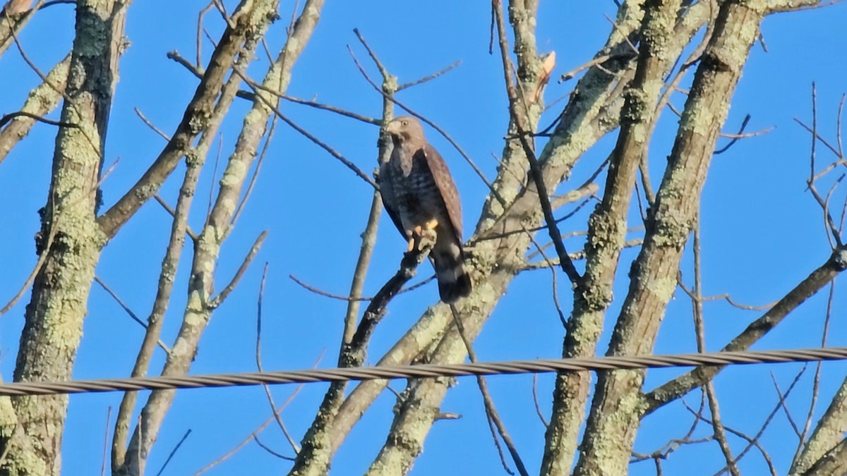 Broad-winged Hawk - ML620655511