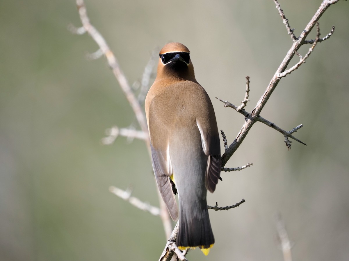 Cedar Waxwing - Mark Storey