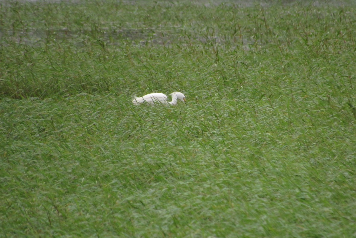 Snowy Egret - ML620655516