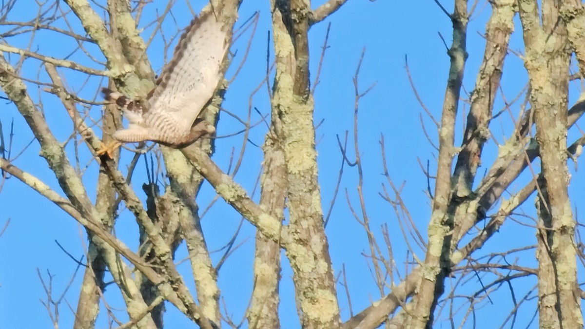 Broad-winged Hawk - ML620655520