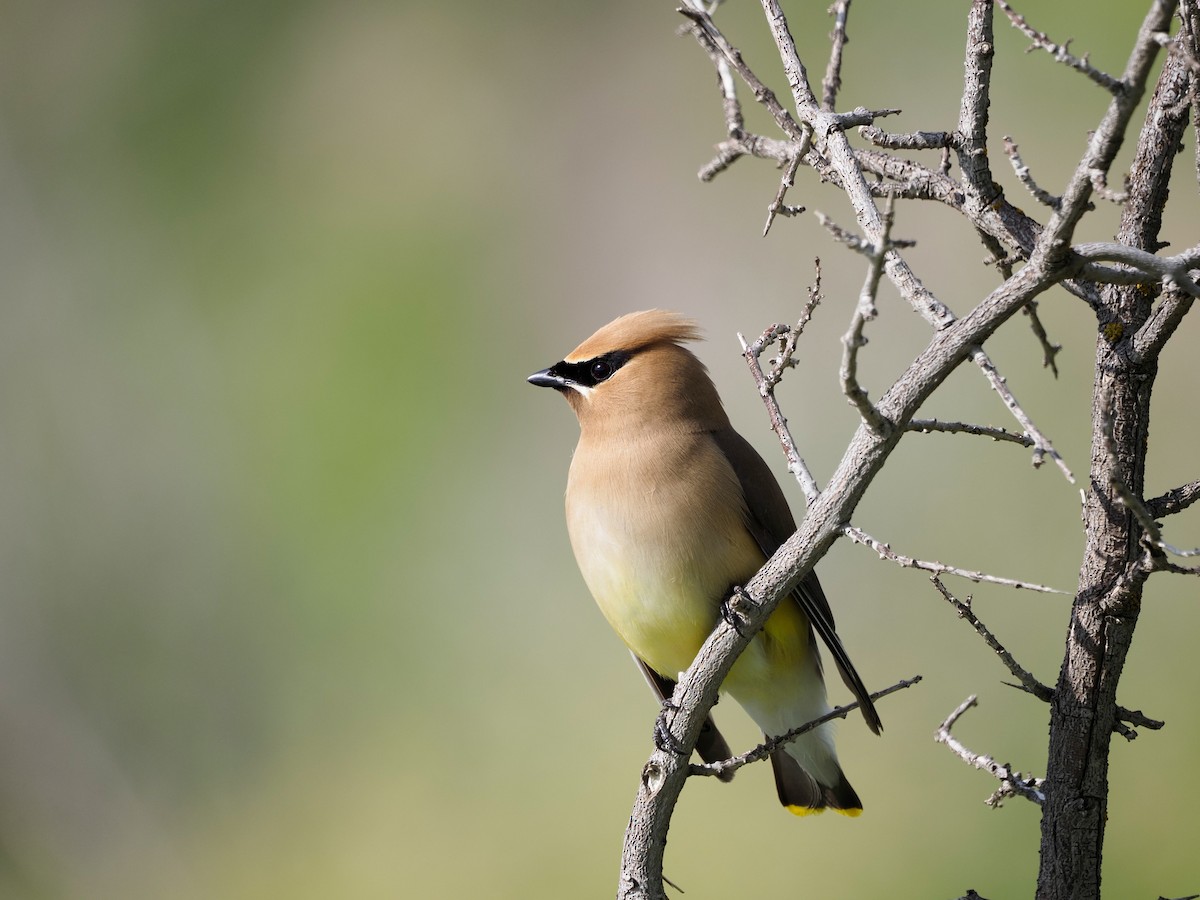 Cedar Waxwing - ML620655522