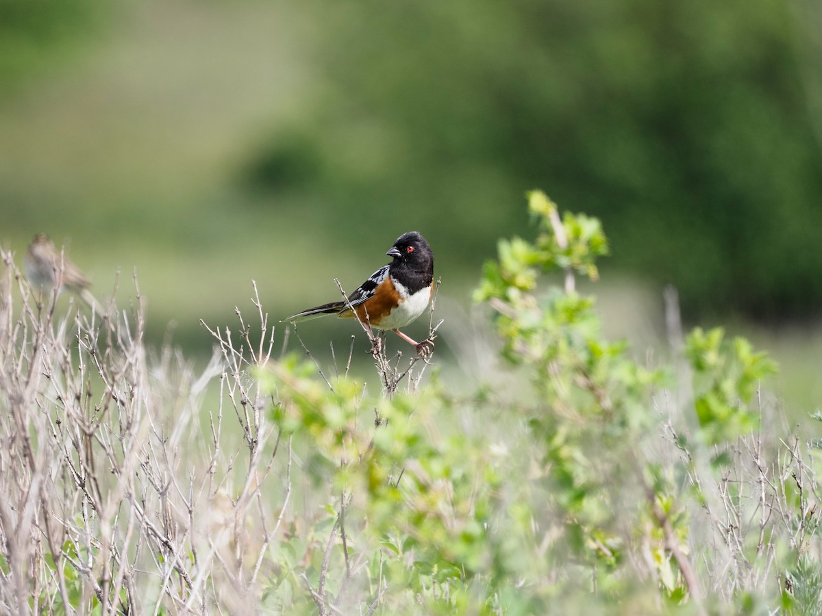 Spotted Towhee - ML620655524