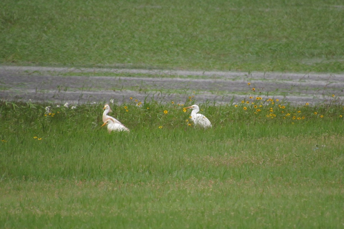 Western Cattle Egret - ML620655530