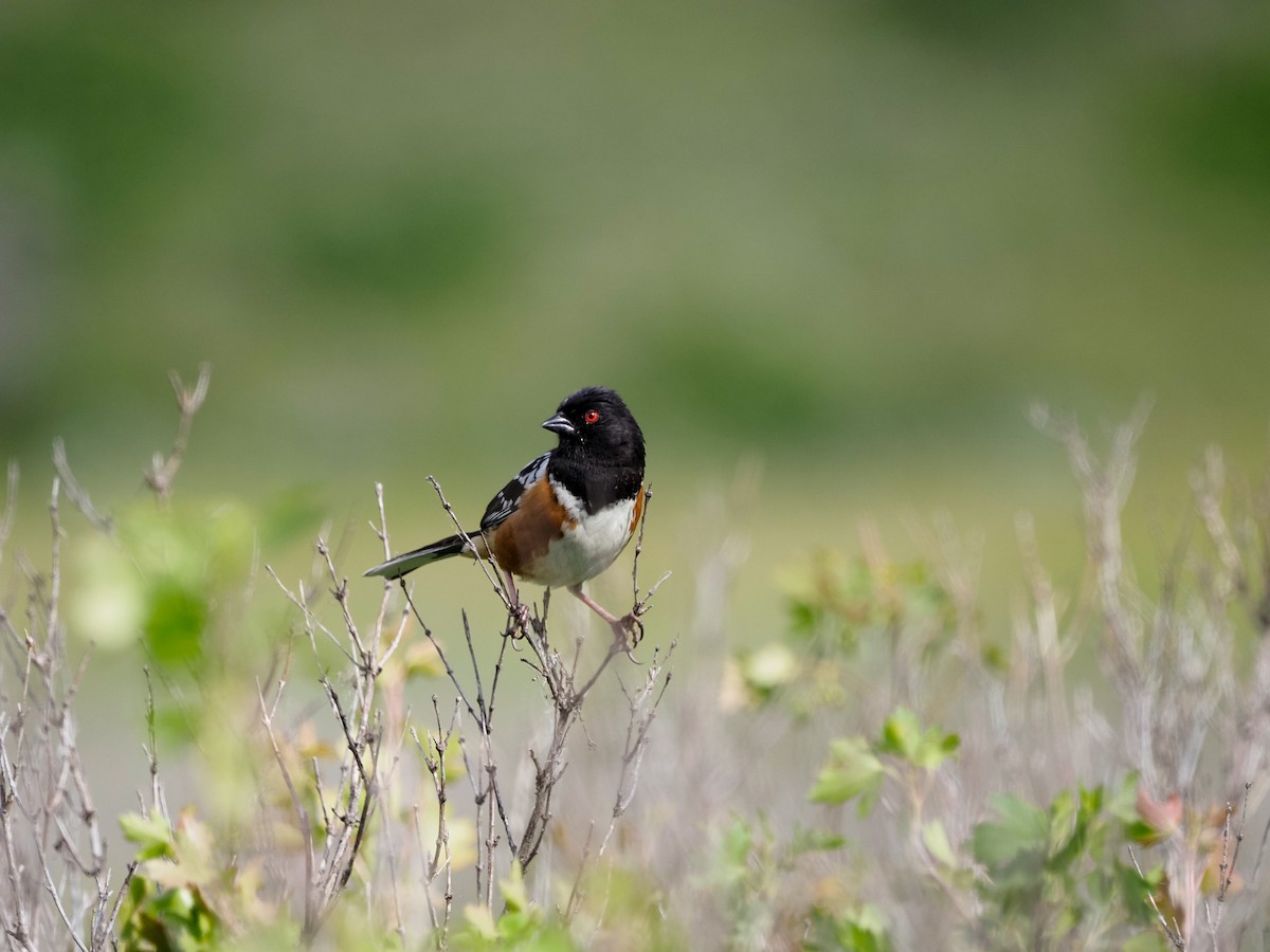 Spotted Towhee - ML620655532