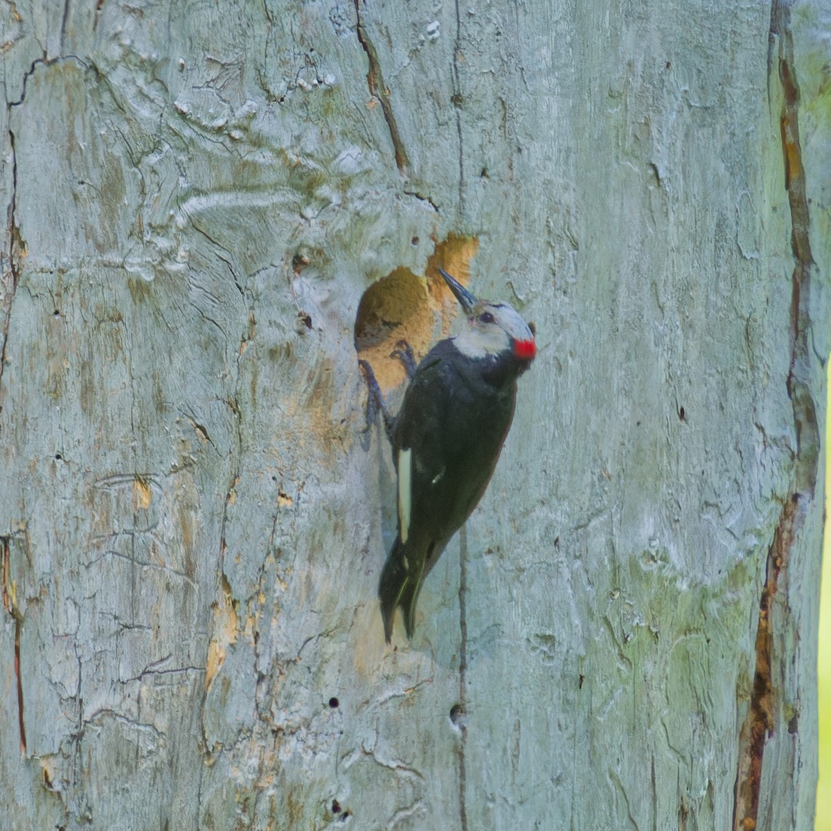 White-headed Woodpecker - ML620655539