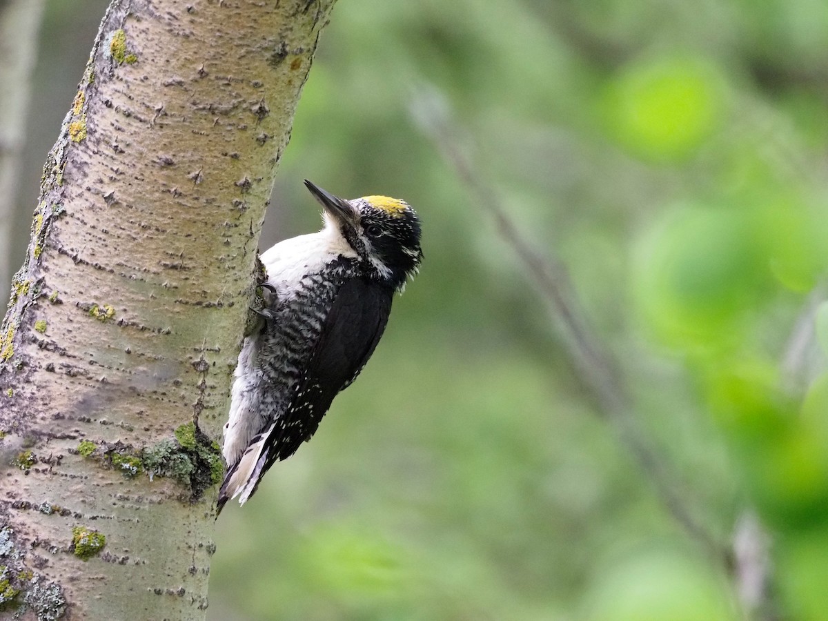 American Three-toed Woodpecker - ML620655543