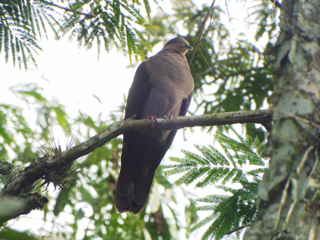 Plumbeous Pigeon - ML620655546