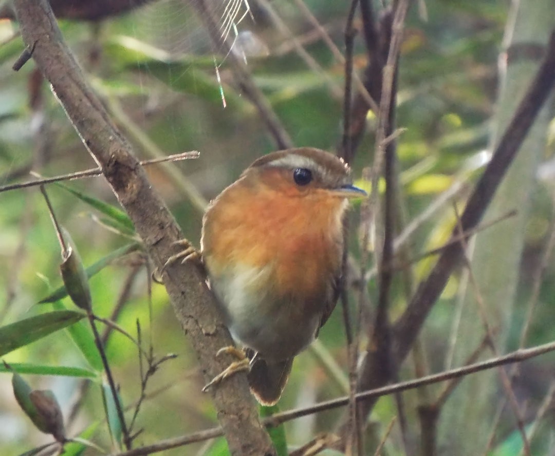 Rufous Gnateater - ML620655550