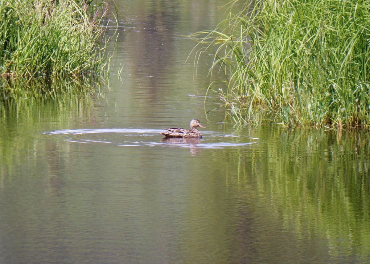 Canard colvert - ML620655563