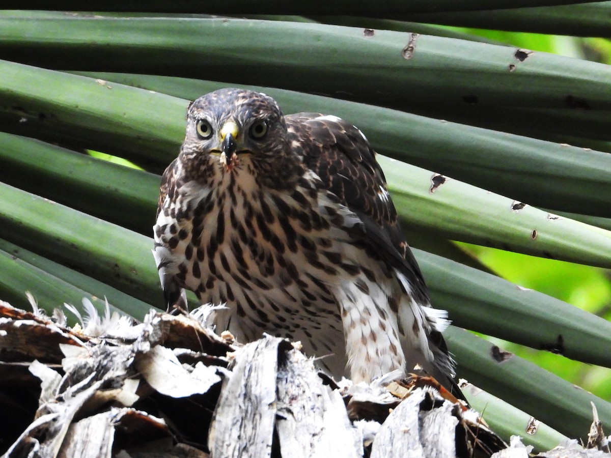 Cooper's Hawk - ML620655567