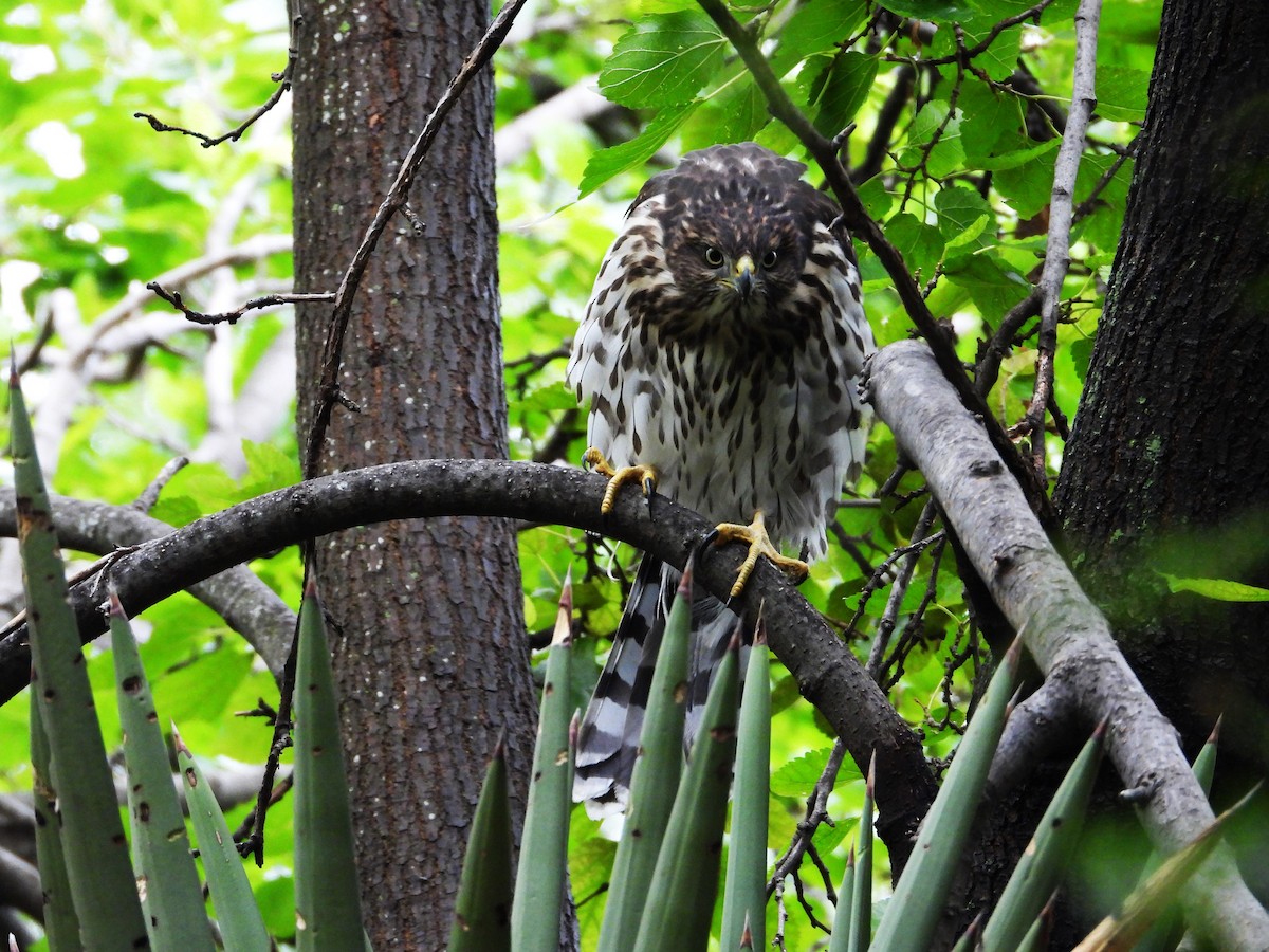 Cooper's Hawk - ML620655570