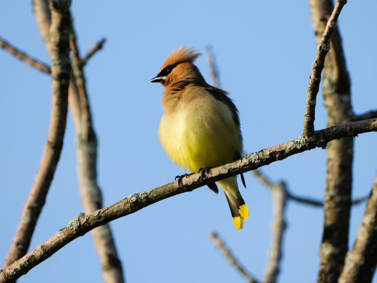 Cedar Waxwing - ML620655572