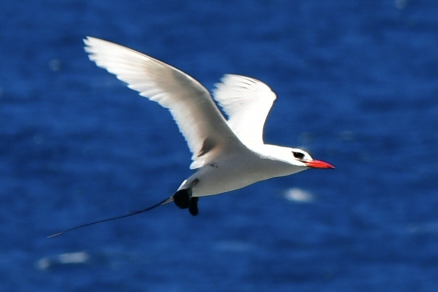 Red-tailed Tropicbird - ML620655577