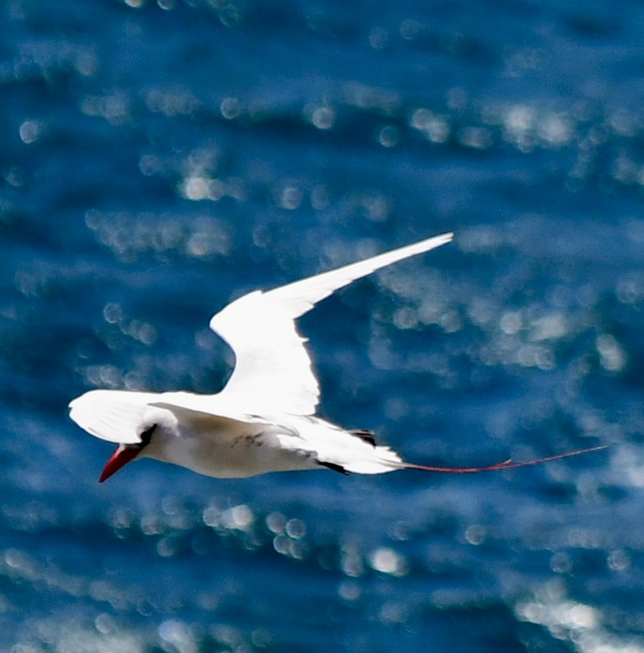 Red-tailed Tropicbird - ML620655578