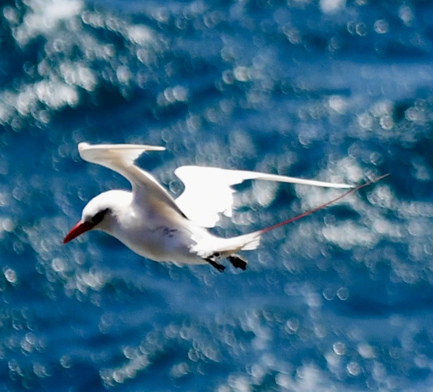 Red-tailed Tropicbird - ML620655580
