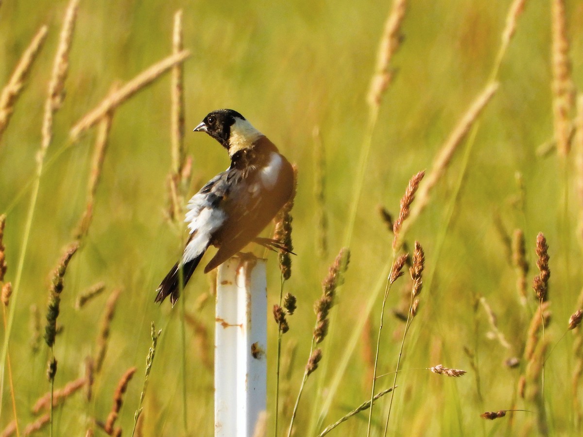 bobolink americký - ML620655581