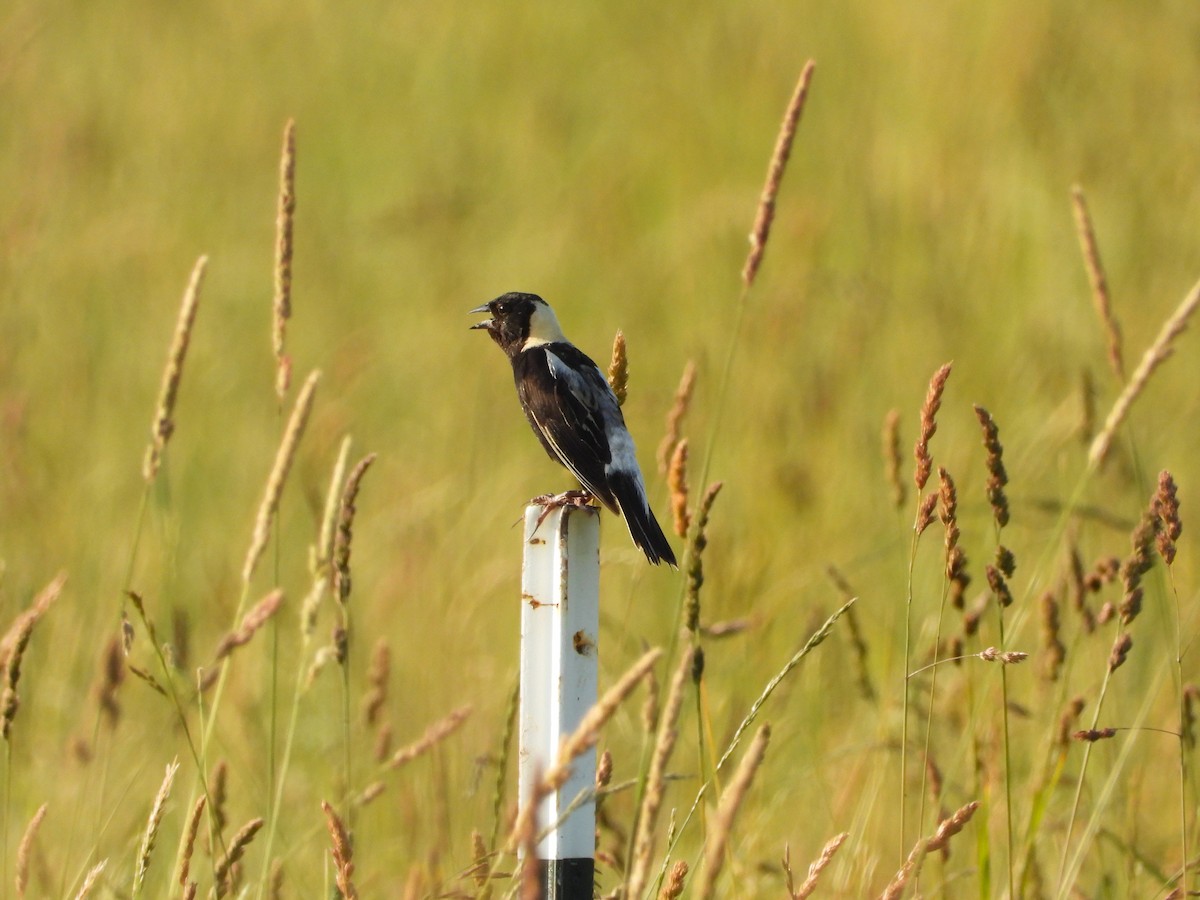 bobolink americký - ML620655584