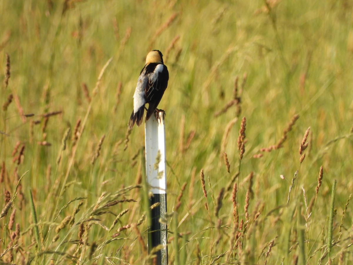 Bobolink - ML620655587