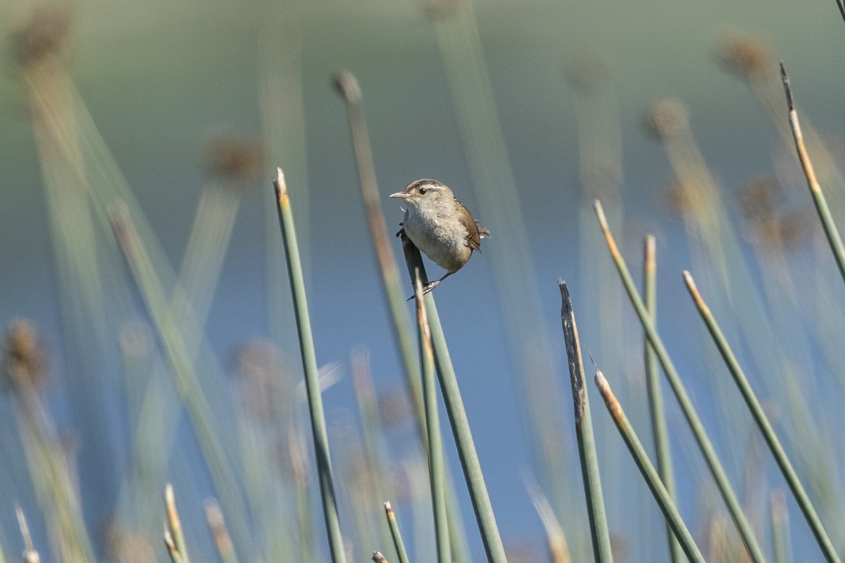 Marsh Wren - ML620655589