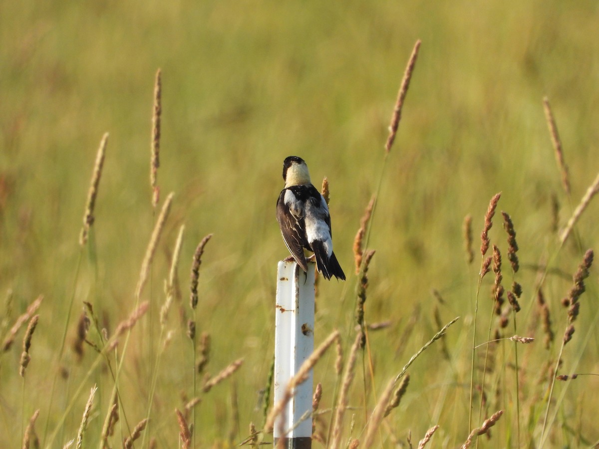 Bobolink - ML620655590