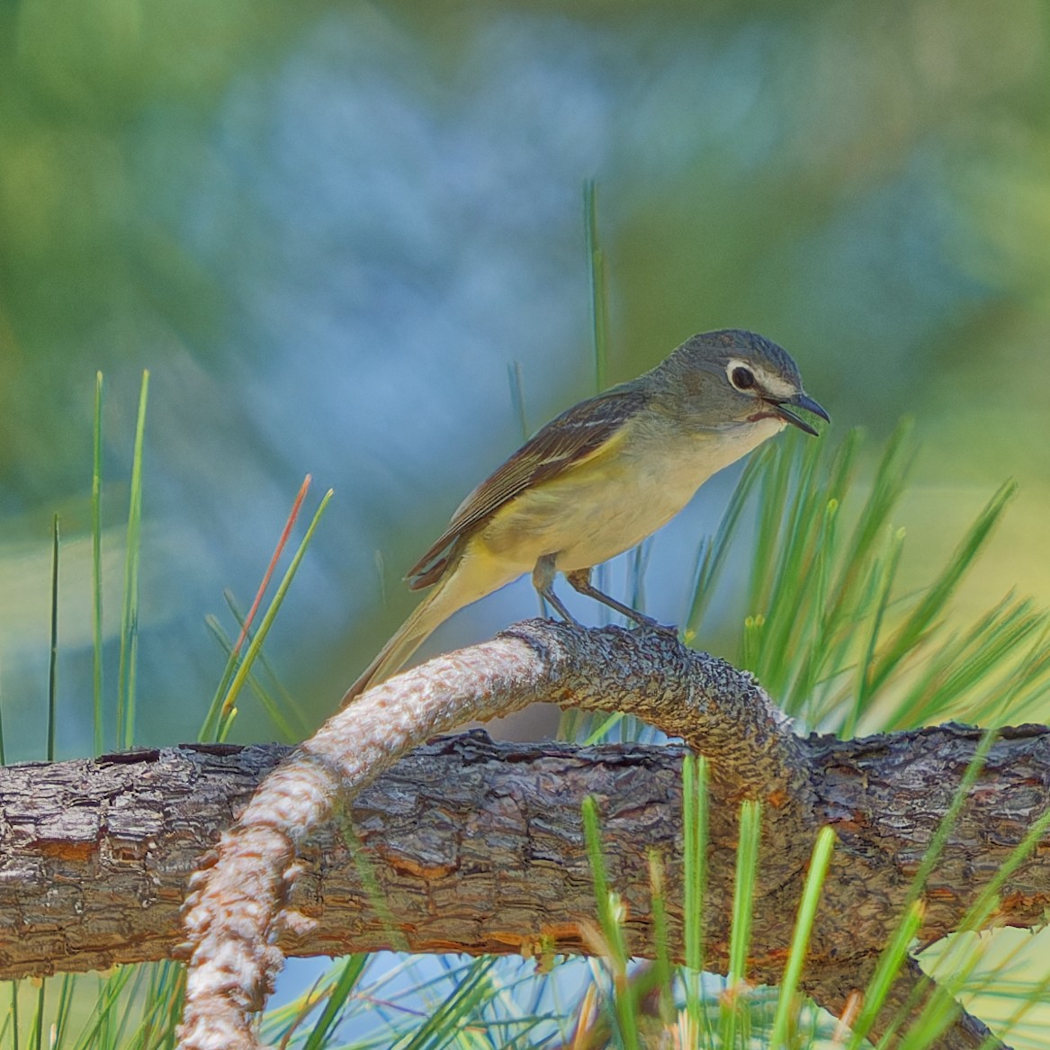 Cassin's Vireo - Mark Siebers